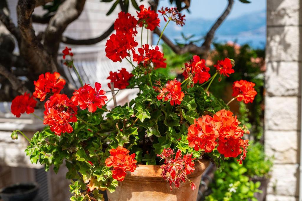 Villa Markoc ツァヴタット エクステリア 写真